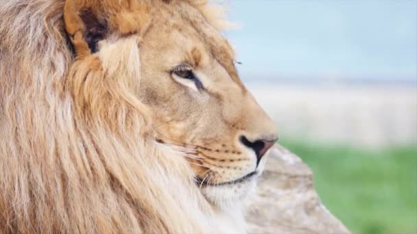 Καταπληκτικό Κοντινό Του Αρσενικού Λιονταριού Χαλάρωση — Αρχείο Βίντεο
