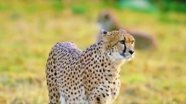 Primer Plano Cheetah Caminando — Vídeos de Stock
