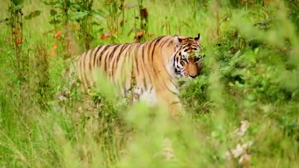 Verbazingwekkend Uitzicht Tiger Forrest — Stockvideo