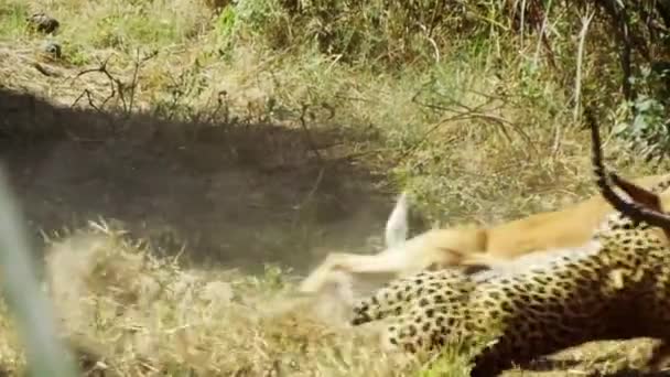 Leopard Takes Big Gazelle — Stock Video