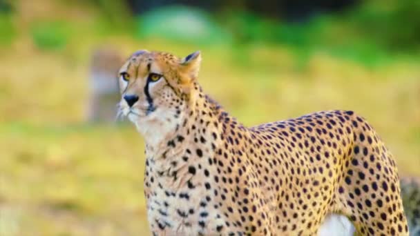 Close Cheetah Olhando Para Presa — Vídeo de Stock