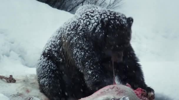 Urso Castanho Comendo Veados Neve — Vídeo de Stock