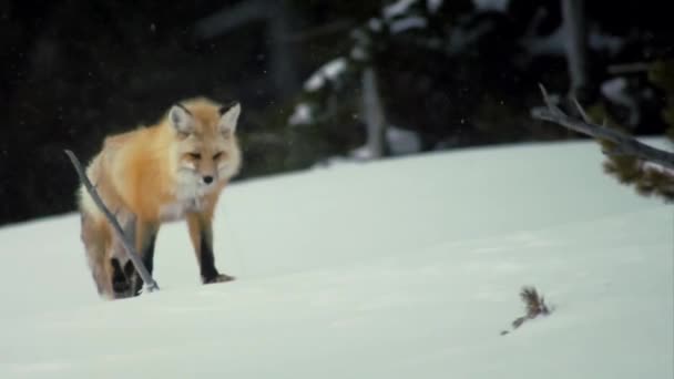 Wild Fox Snow — стоковое видео