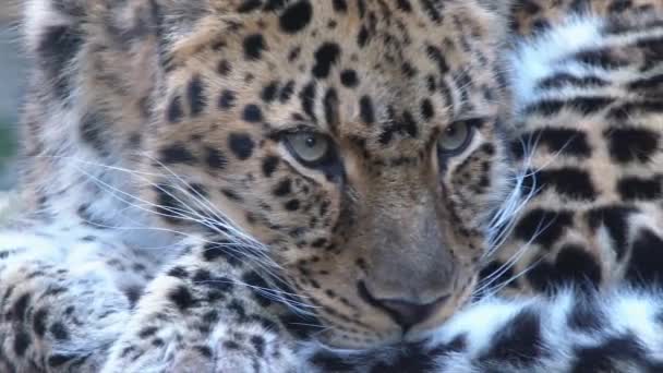Extreme Close Leopard Face — Stock Video