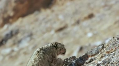 Kar Leoparı Avı İzliyor