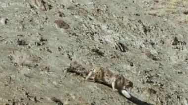 Dağda Yürüyen Kar Leoparı