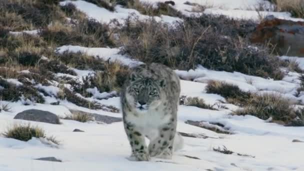Leopardo Nieve Caminando Sigilo Listo Para Atacar — Vídeos de Stock