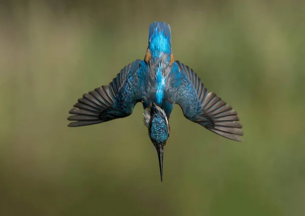 Kingfisher Plongée Pour Les Poissons Photo De Stock