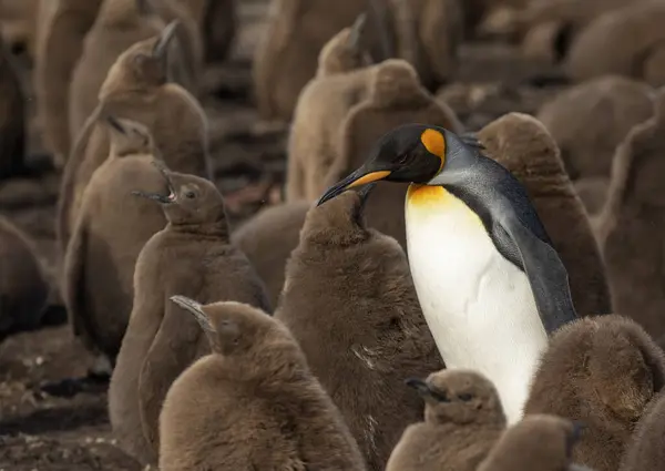 Ενήλικες Βασιλιάς Penguin Μεταξύ Ενός Σμήνους Νεοσσών — Φωτογραφία Αρχείου