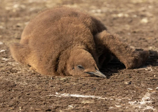 Krále Tučňáka Kuře Spí — Stock fotografie