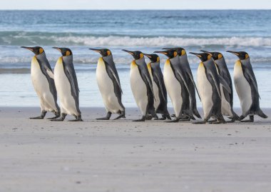 Kral Penguen Falkland Adaları 'ndaki Gönüllü Noktası' nda kumlu plaja akın ediyor.