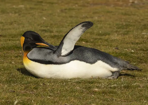 Rei Pinguim Preening Grama Volunteer Point Nas Ilhas Falkland — Fotografia de Stock