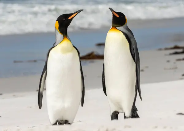 位于福克兰群岛沙洲海滩的企鹅王 — 图库照片