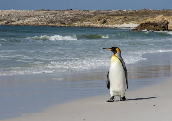 位于福克兰群岛沙洲海滩的企鹅王 — 图库照片