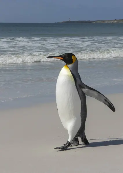King Penguin Στην Παραλία Sandy Στα Νησιά Φώκλαντ — Φωτογραφία Αρχείου