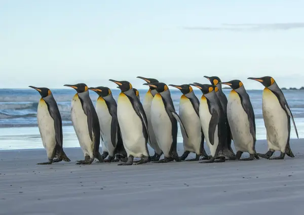 企鹅王群居在福克兰群岛志愿人员站的沙滩上 — 图库照片
