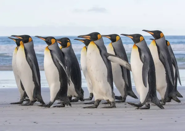 企鹅王群居在福克兰群岛志愿人员站的沙滩上 — 图库照片