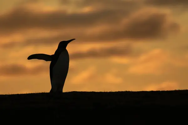 Silhueta Rei Pinguim Entardecer — Fotografia de Stock