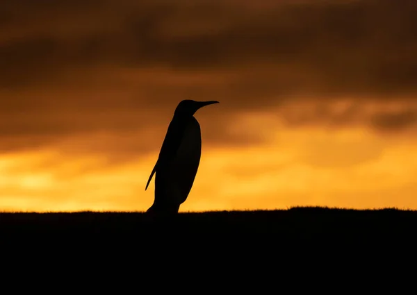 Roi Pingouin Silhouette Crépuscule — Photo