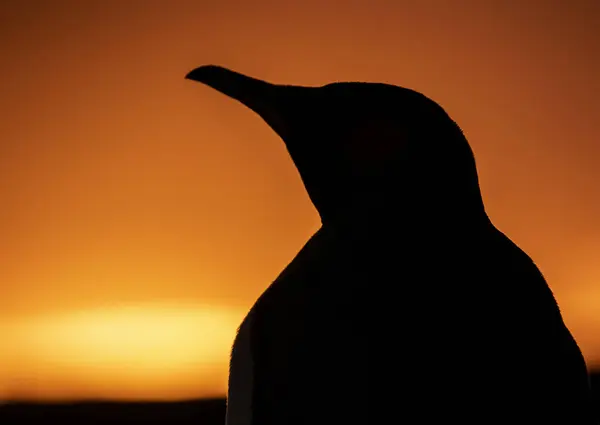 Koning Pinguïn Silhouet Bij Zonsondergang — Stockfoto