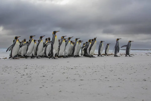 Стая Пингвинов Песчаном Пляже Волонтерской Точке Фолклендских Островов — стоковое фото