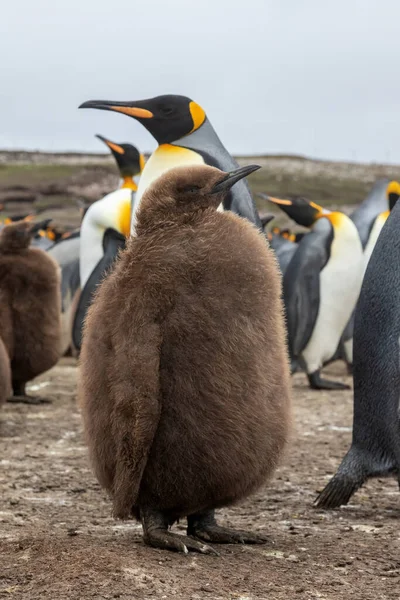 Pulcino King Penguin Fronte Una Colonia King Penguin Volunteer Point — Foto Stock