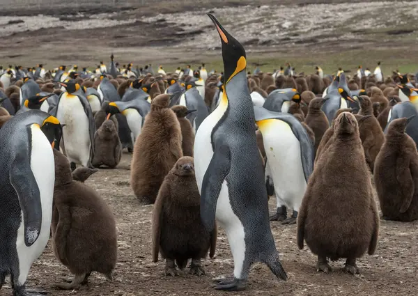 Krále Tučňáka Mláďata Rodiči Volunteer Beach Falklandech — Stock fotografie