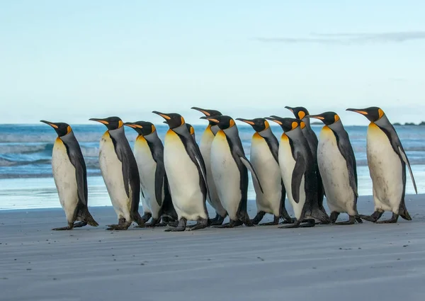 King Penguin Affluent Sur Plage Sable Fin Volunteer Point Dans Images De Stock Libres De Droits