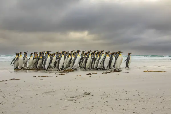 King Penguin Affluent Sur Plage Sable Fin Volunteer Point Dans Photo De Stock
