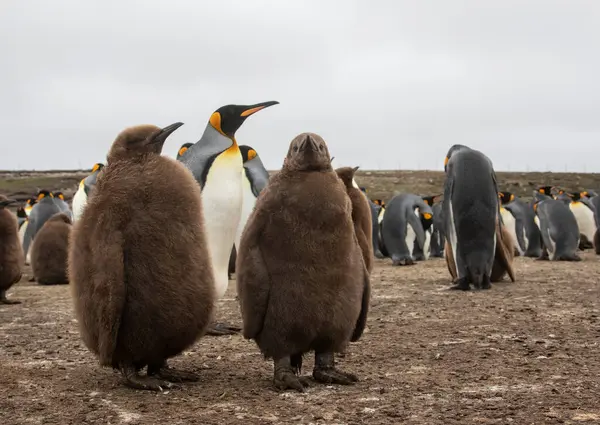 King Penguin Chicks Parent Volunteer Beach Falklands — Stock Photo, Image