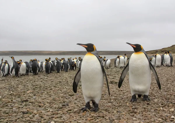 Par Pinguins Rei Andando Uma Praia Seixos Frente Rebanho Pinguins — Fotografia de Stock