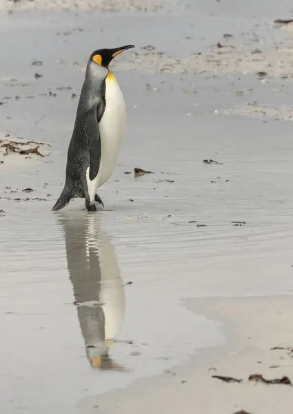 企鹅王倒映在海滩上的水坑里 — 图库照片