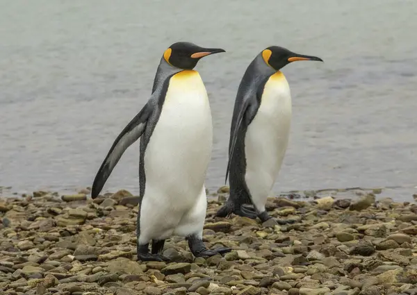 Paire Pingouins Royaux Marchant Long Une Plage — Photo