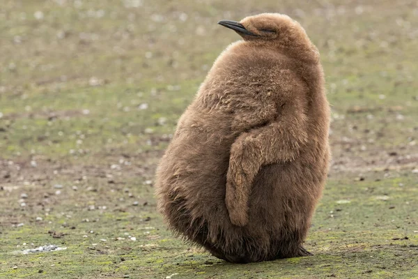 Tlustý Chlupatý Král Tučňák Kuřátko — Stock fotografie
