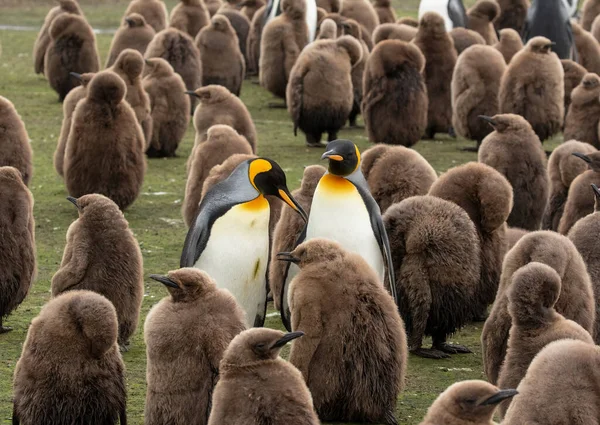 Rey Pingüinos Con Polluelos —  Fotos de Stock
