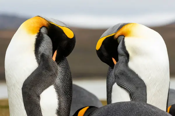 Dois Pinguins Rei Pinguim Preening — Fotografia de Stock
