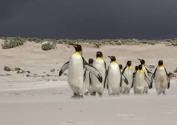 Koning Pinguïn Kudde Wandelen Langs Een Zandstrand — Stockfoto
