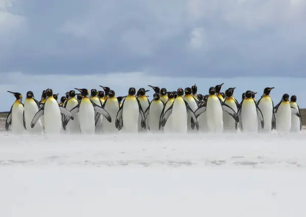 成群结队的企鹅在沙滩上散步 — 图库照片