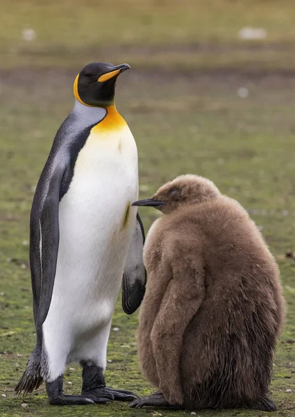 Pinguino Pulcino — Foto Stock