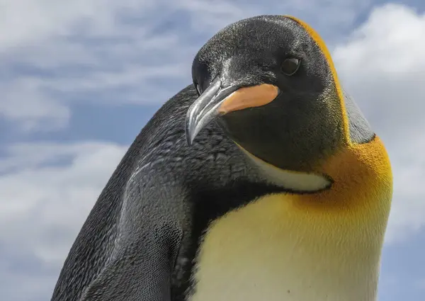 Король Пінгвін Дивиться Вниз Лінзою — стокове фото