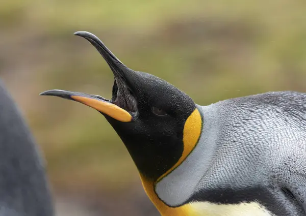 Rei Pinguim Chamando Para Assustar Rival — Fotografia de Stock
