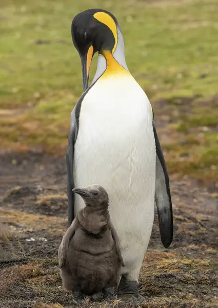 Rey Pingüino Con Polluelo — Foto de Stock