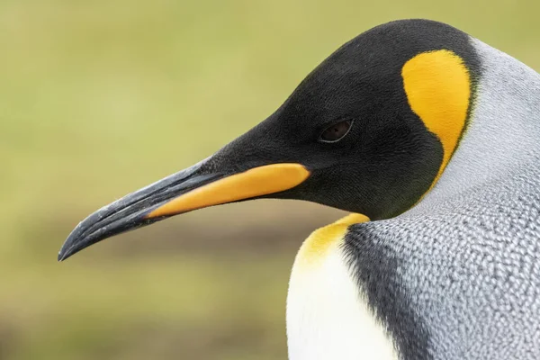 Rey Pingüino Cerca — Foto de Stock