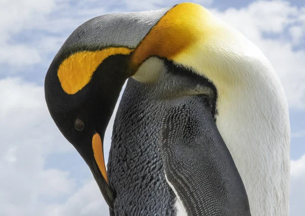 Roi Pingouin Preening Contre Ciel Nuageux Images De Stock Libres De Droits