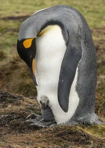 Kung Pingvin Med Nykläckt Kyckling — Stockfoto