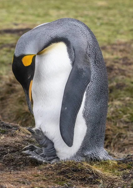 King Penguin Con Polluelo Recién Nacido — Foto de Stock