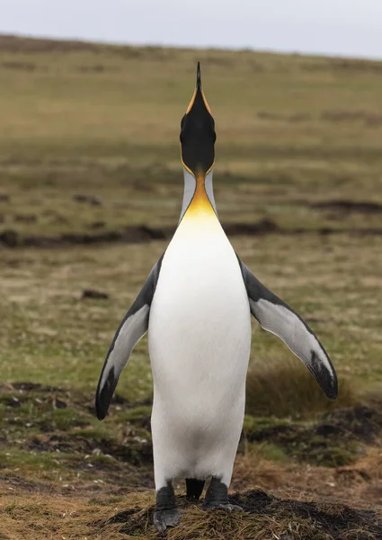 Rei Pinguim Esticando Chamando — Fotografia de Stock