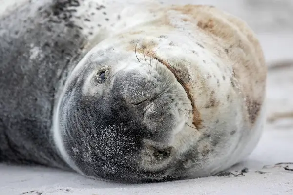 Close up of Leopard seal in the Falkland Islands