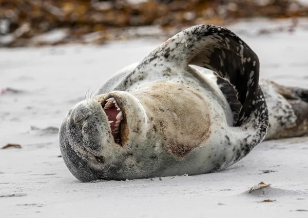 Leopard Seal on sandy beach in the Falkland Islands