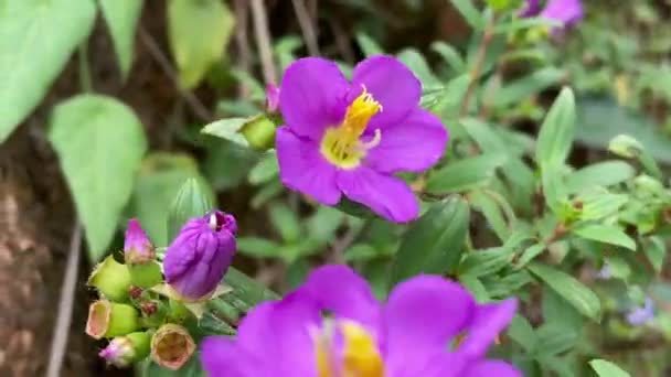 自然の美しさ 高地に紫の花を滑らせる — ストック動画